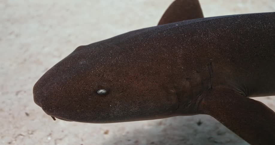 A small shark calmly swims just above the sandy ocean floor