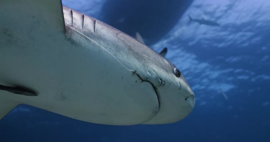 Sharks and fish swim under the boat