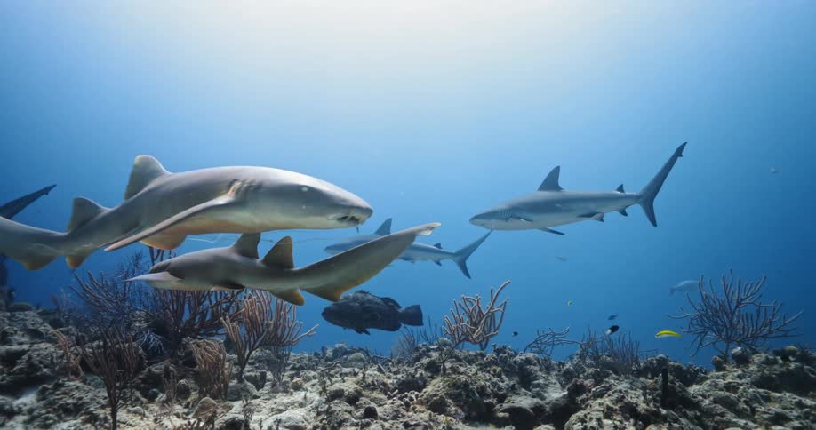 Several sharks and small fish swim calmly through the ocean water
