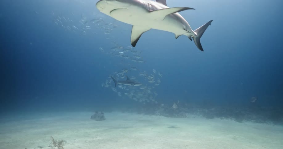 A shark swims in the ocean with other fish