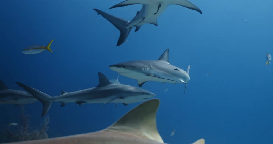 Sharks swim around one another underwater during the day