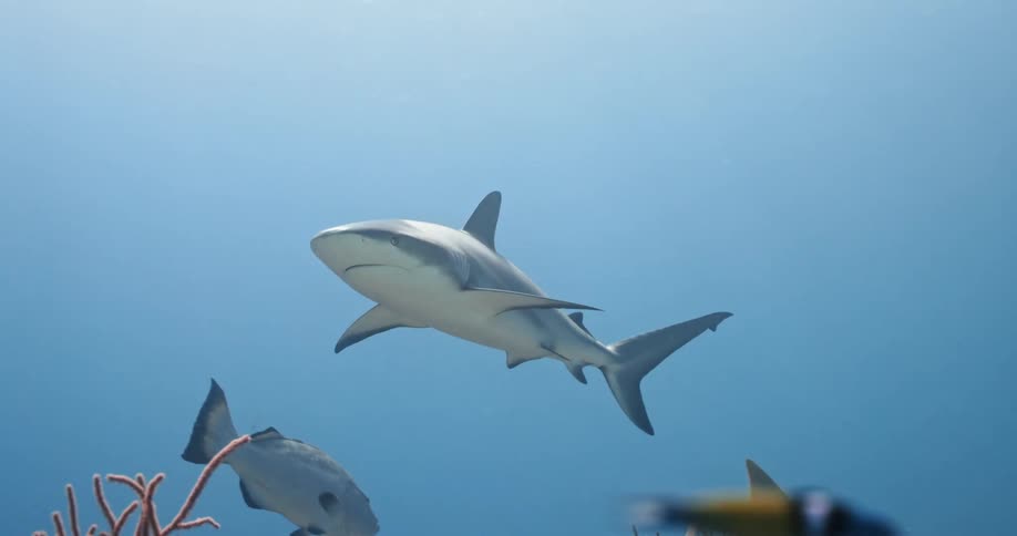 Shark swimming on the blue ocean water