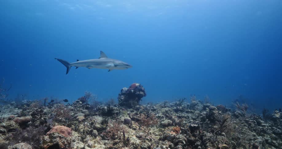 A shark swims along the bottom of the sea