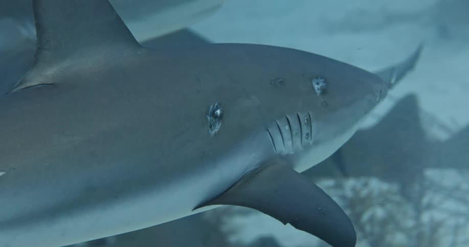 A shark with injuries swims in the ocean with other fish