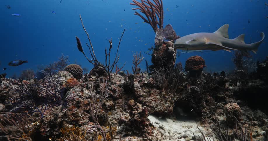 Sharks and fish swim through azure water over coral reef