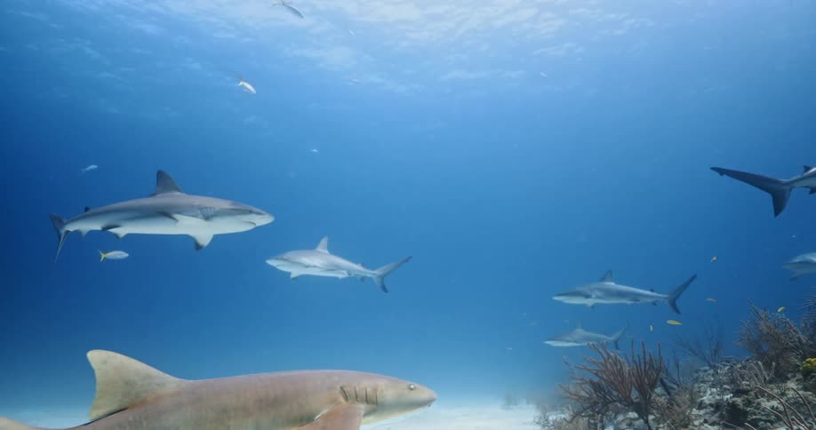 Sharks swim near the sea floor on a sunny day