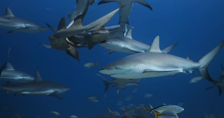 A large number of sharks and small fish swim through the water near the ocean floor