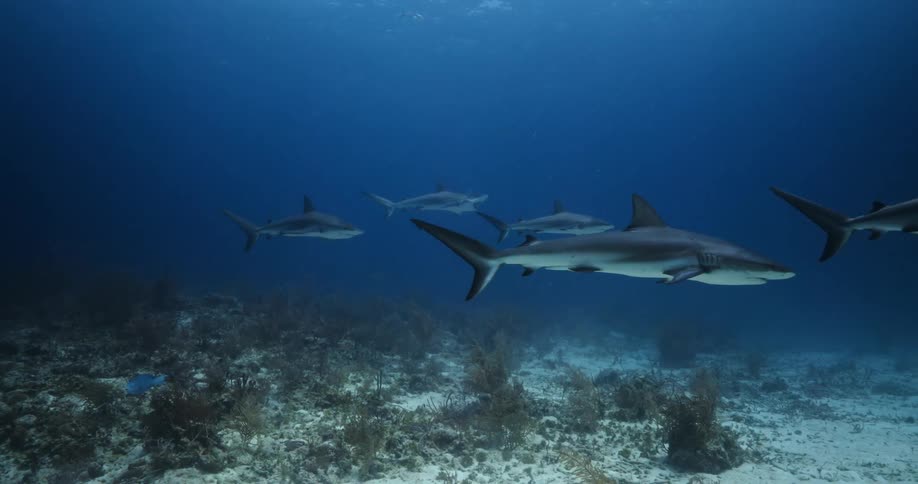 Sharks and fishes swimming underwater in the ocean