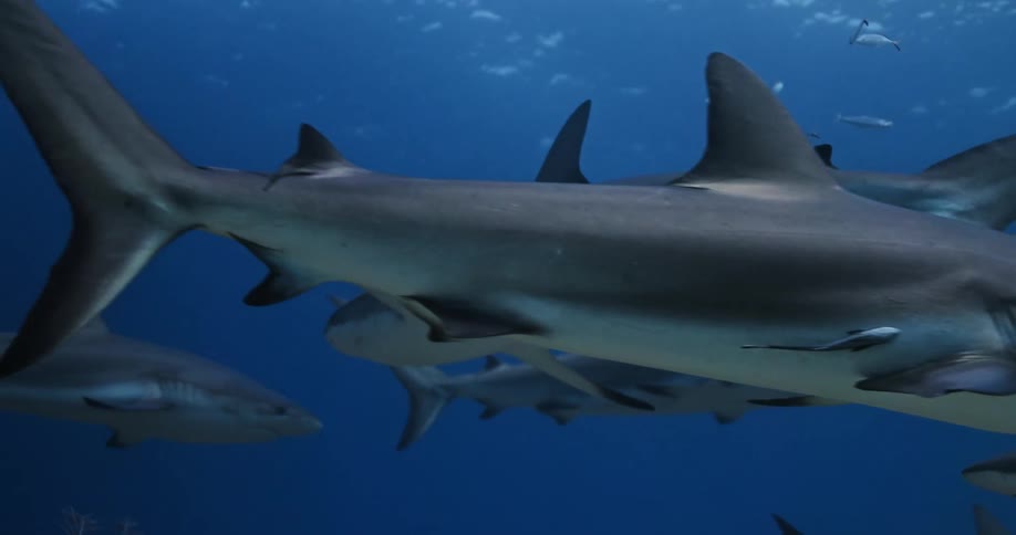 Sharks and fish swimming in the ocean