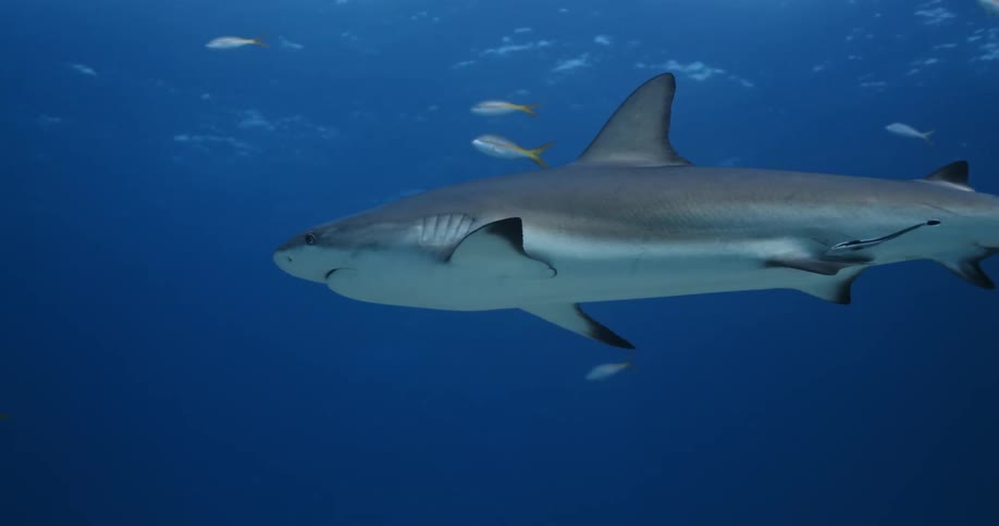 Sharks and fish swim among each other in the ocean