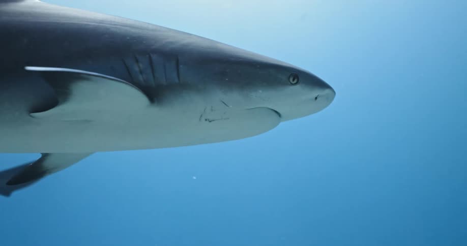 Shark swimming on the blue ocean water