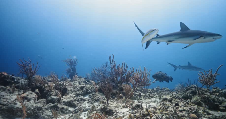 Sharks and fishes swimming underwater in the ocean