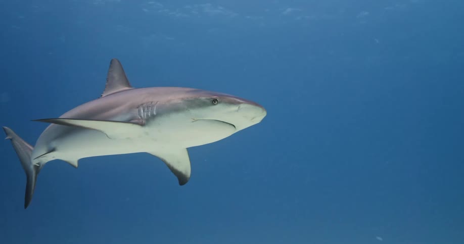 A shark swimming in the ocean