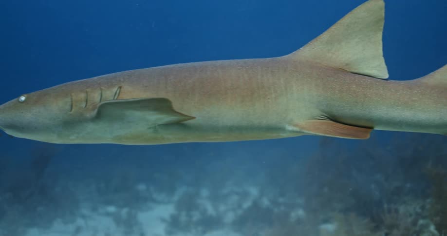 Shark swimming on the blue ocean water