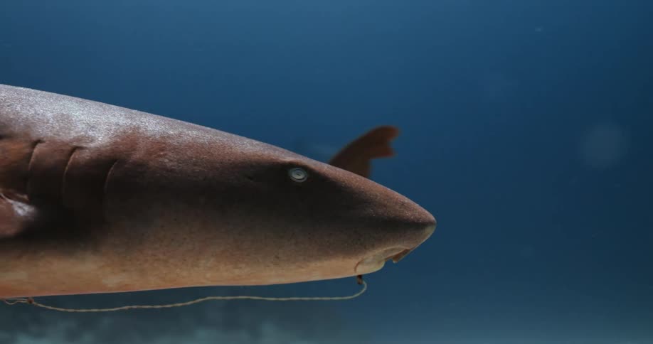 A shark with a hook in its mouth swims in the ocean with other sea life