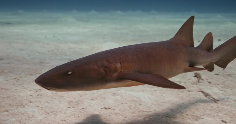 Fish are swimming at the bottom of an ocean