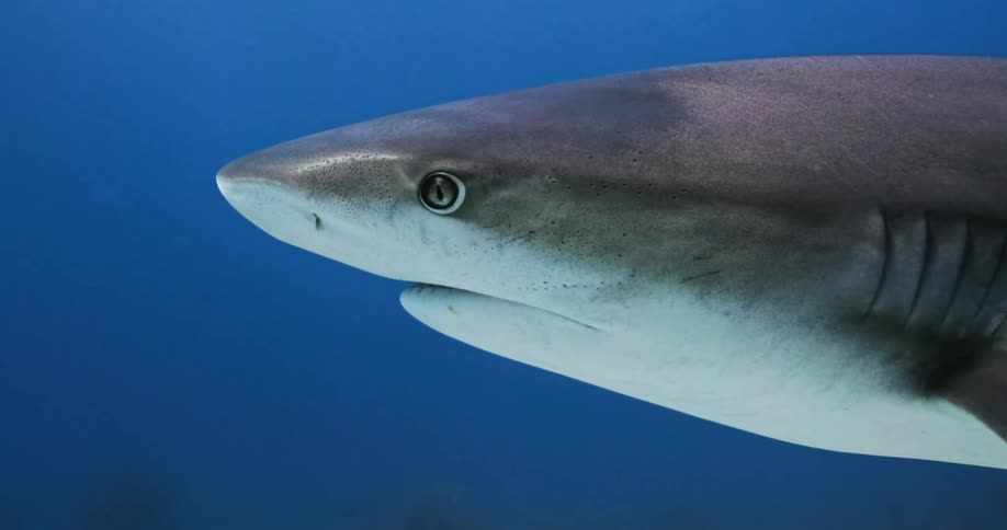 Sharks swimming in the ocean underwater with sand in the background