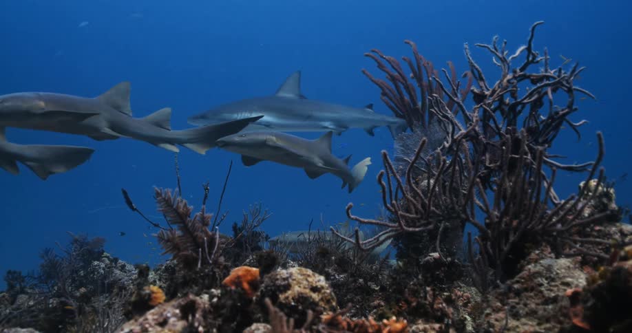 More than one species of shark swims through blue water over coral reef