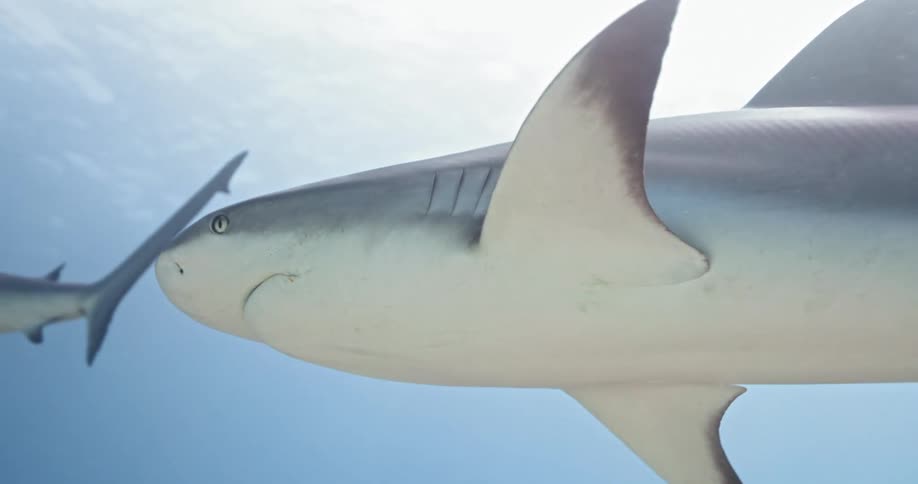 A shark swims among other sharks beneath the surface of a body of water on a sunny day