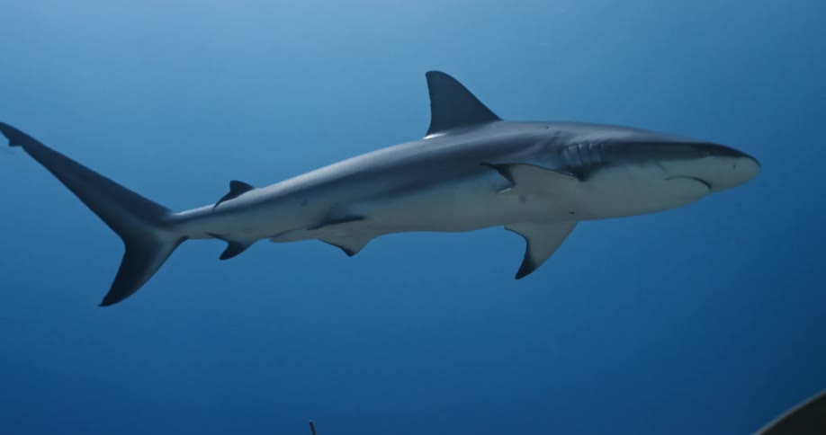 Sharks swimming underwater in the ocean