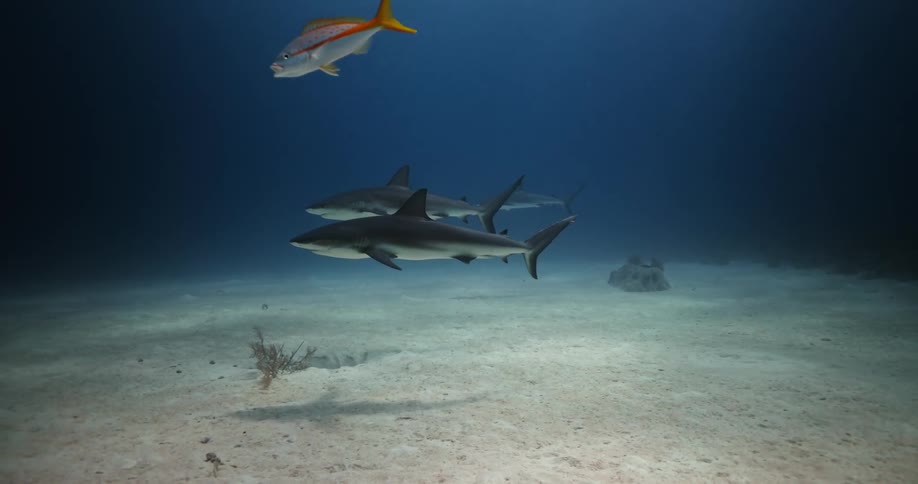 Fish are swimming in the ocean water
