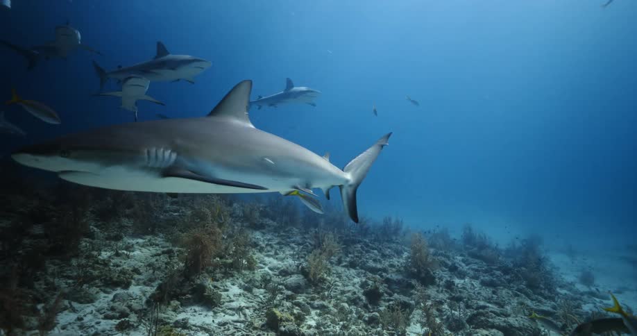 A number of sharks slowly glide through the water near the ocean floor