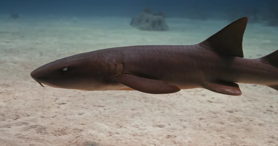 Sharks swimming underwater in the ocean with sand
