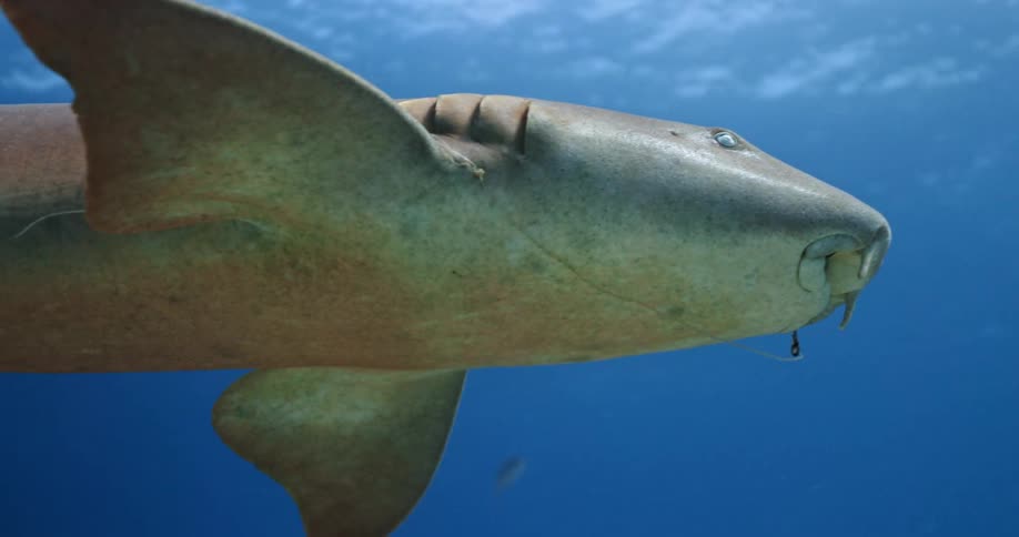 Sharks and fishes swimming underwater in the ocean