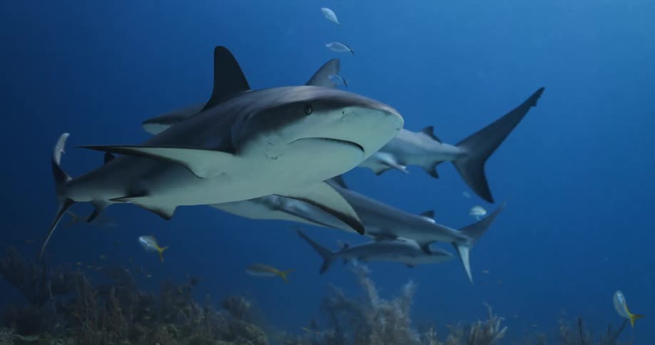Several sharks swim slowly through the water near the ocean floor