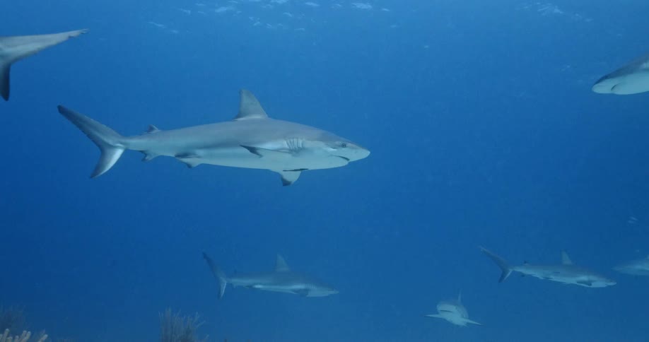 A number of sharks slowly swim past each other while deep underwater