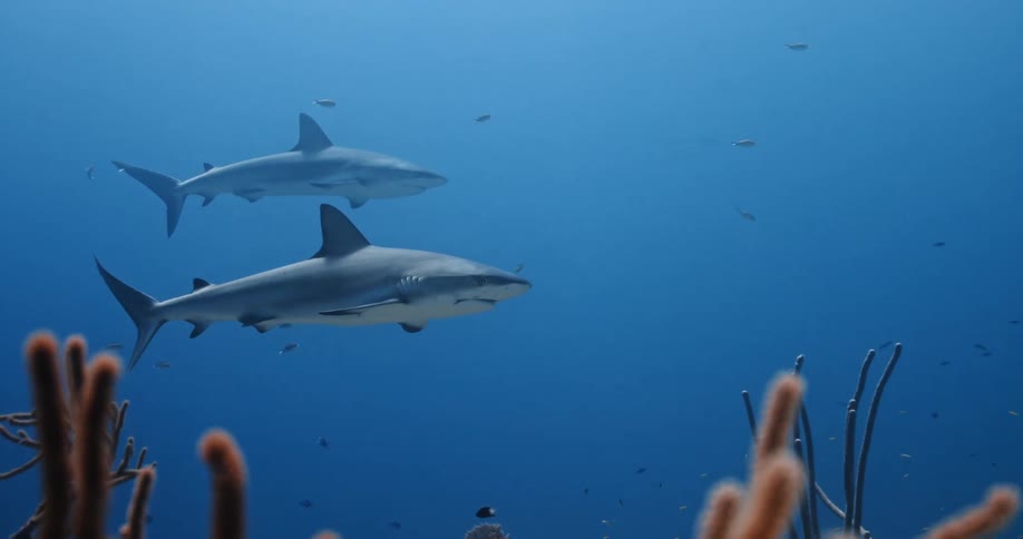Fish and sharks are swimming in the ocean
