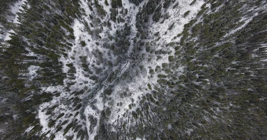 Aerial view of a forest on a hilly area