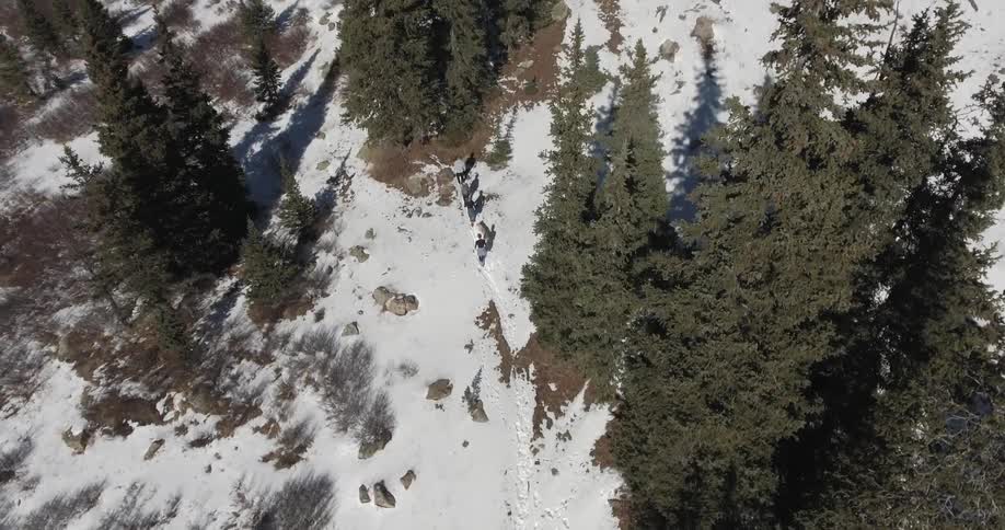 A group of people walk through the snow in a forest on a winter day