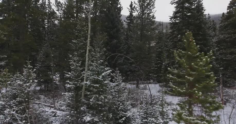 Light snow covers the ground of a mountain forest