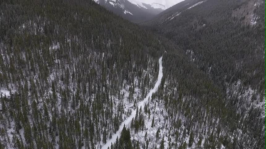 View of trees and snow