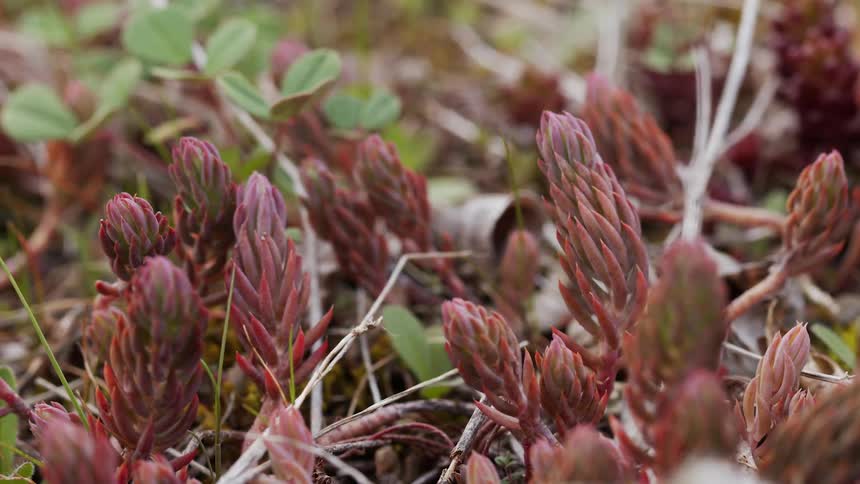 The red plants cover the field