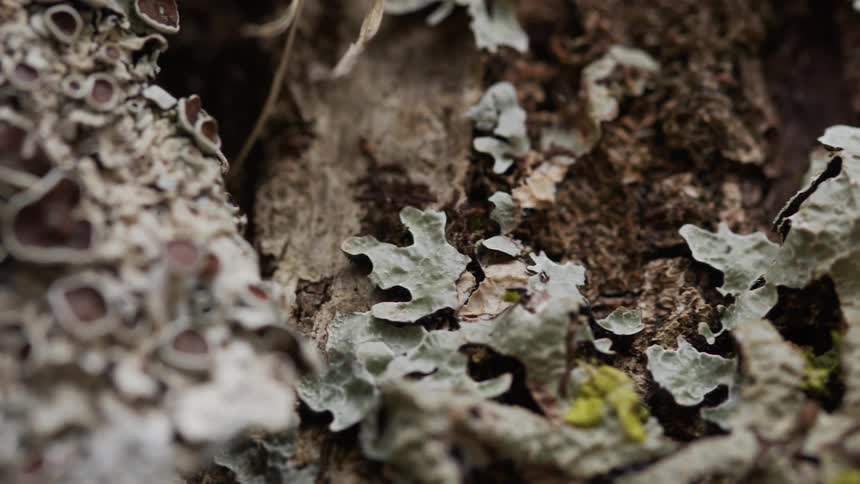 The leaves are on the ground near the tree