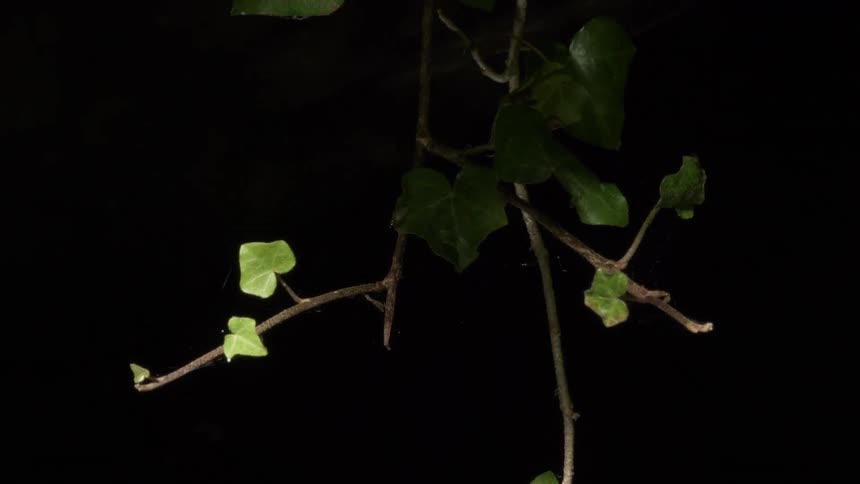 The vine hangs low in the dark