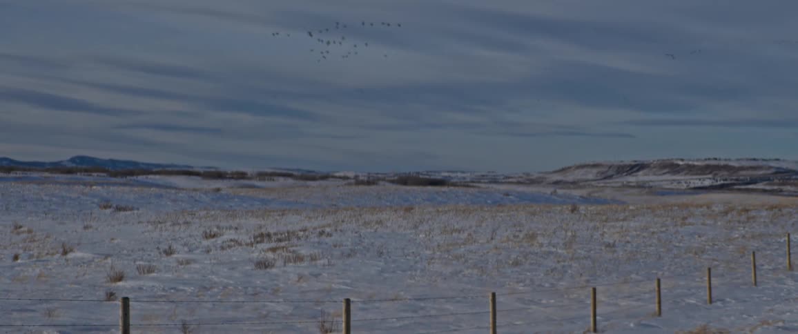The birds fly over the small hills
