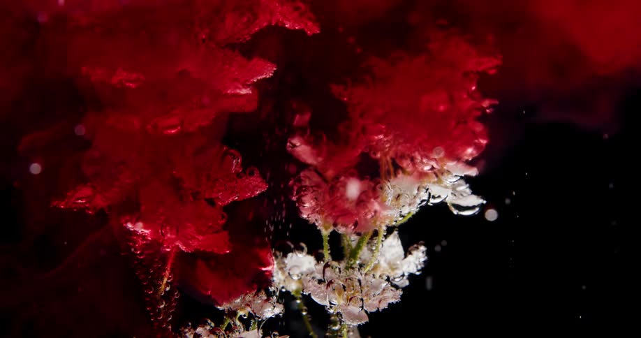 A red powder explodes around artificial flowers underwater