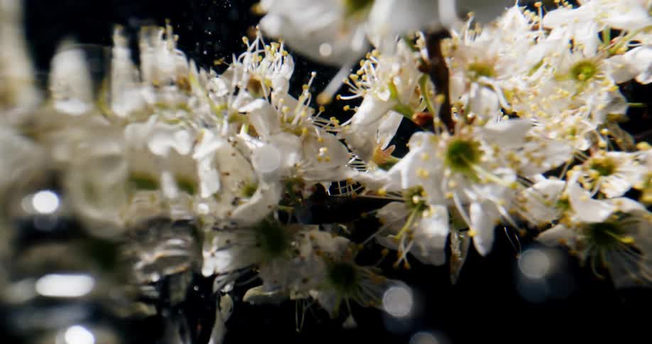 White flowers submerged in water against a black background