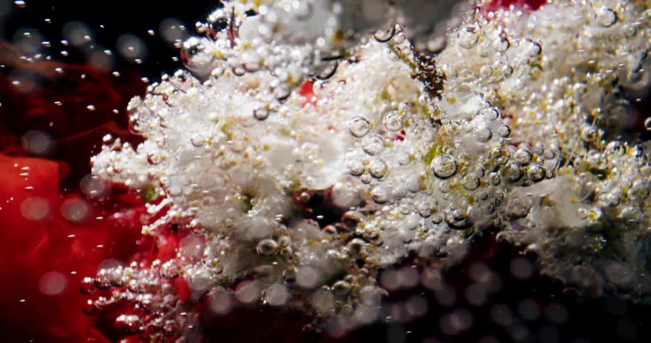 Red ink flowing over an underwater coral covered in bubbles