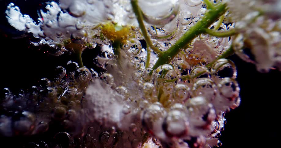Bubbles rise from the plant underwater