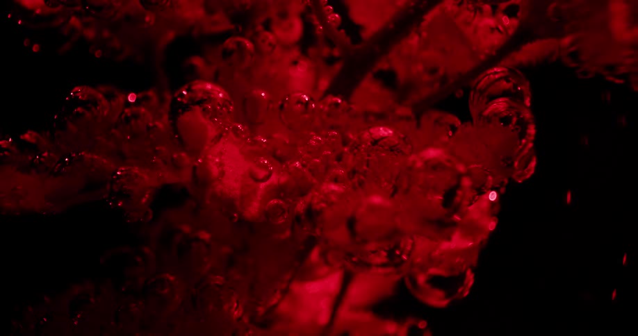 Flowers submerged in water with red ink surrounded by bubbles on a black background