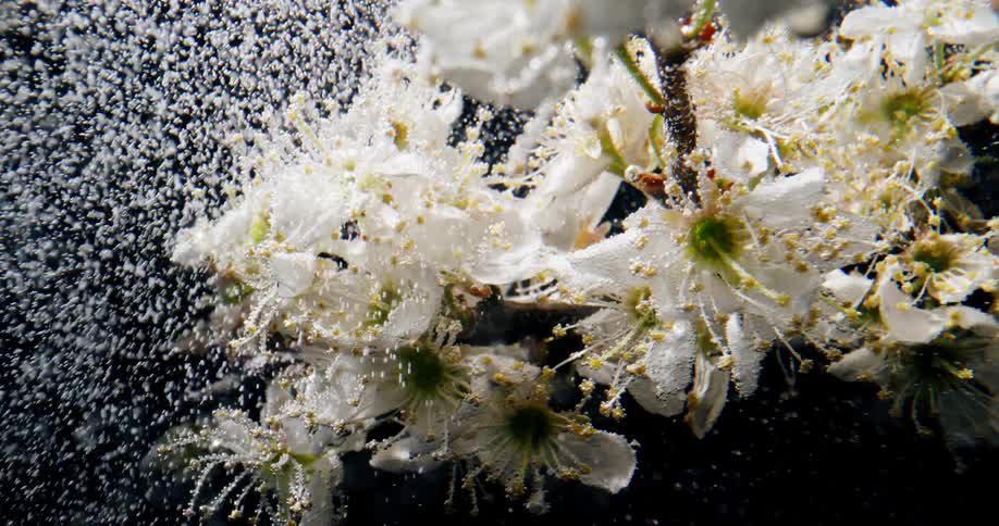 White particles flow over obscuring and coating white flowers against a black background