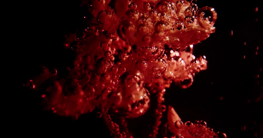 White flowers submerged in water flowing with red ink on a black background