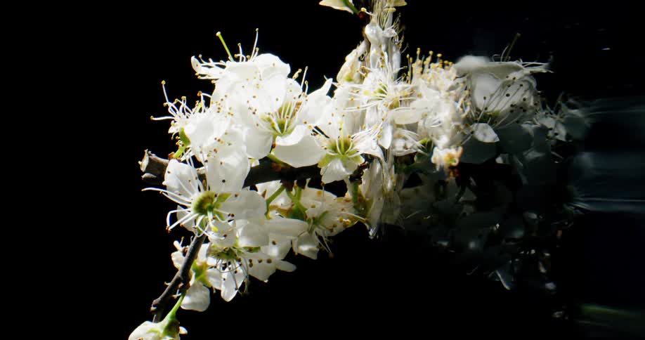 A view of flowers near water in the dark