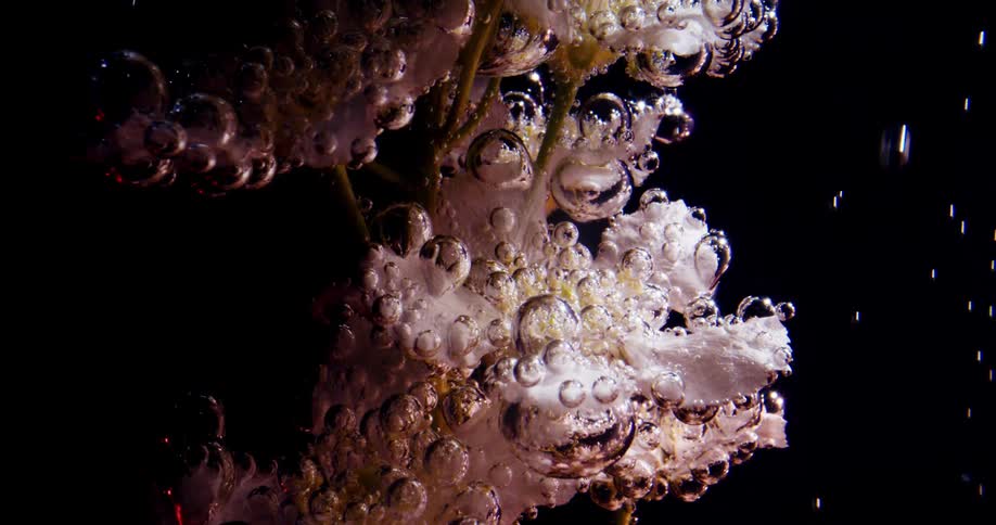 A view of a plant underwater at night