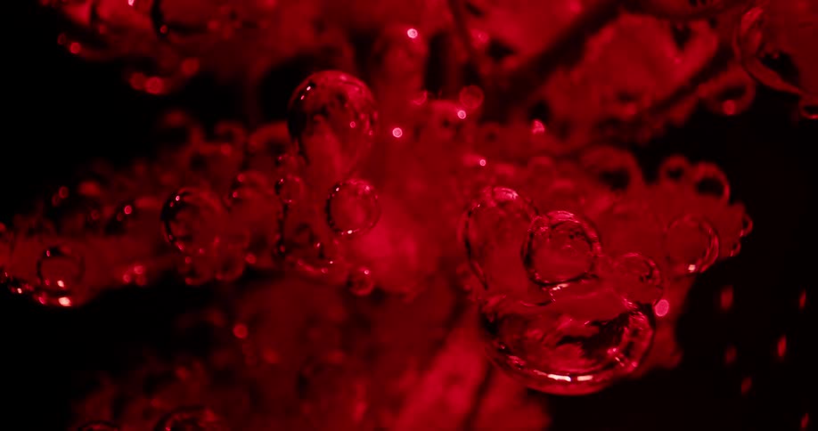 Flowers submerged in red ink surrounded by bubbles