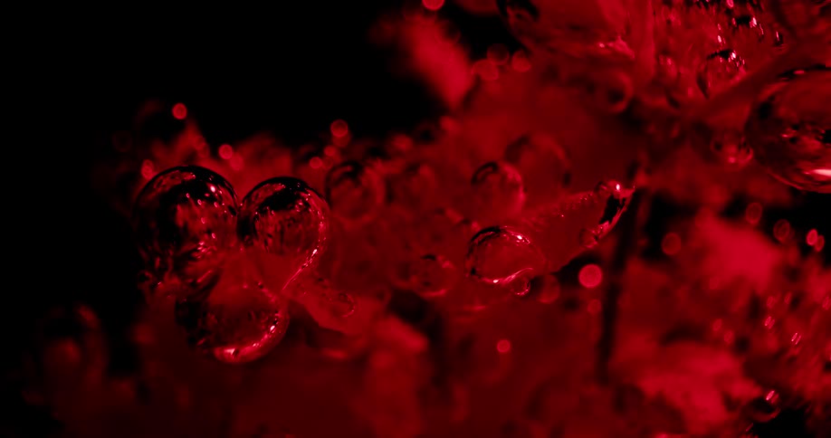 Bubbles surround a plant under water